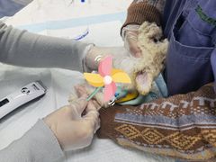 -福州肆爪动物医院