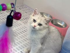 -lincat·猫舍(广州店)