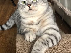 -纳吉亚猫专科动物诊疗中心(蒋宅口分院)