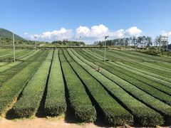 -雪绿茶博物馆