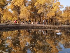 -金塔沙漠胡杨林景区