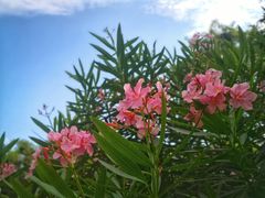 -晓港公园