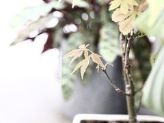 -隹木咖啡馆(宝龙广场店)