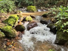 -莫里热带雨林景区