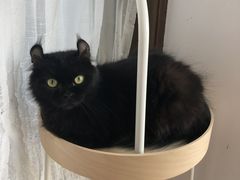 -MOYOYO猫咪咖啡店