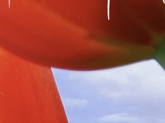 -都江堰玫瑰花溪谷