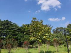 -长洲岛