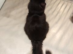 -藏猫猫咖啡主题馆(中央大道店)