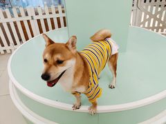 -怪兽屋·羊驼·猫咖·狗咖(俊华广场店)