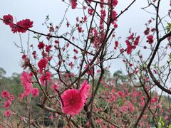 -南国桃园旅游度假区