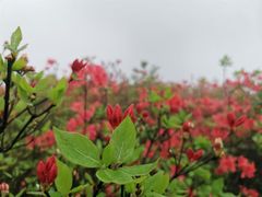 -大围山国家森林公园