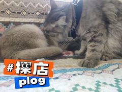 -楼上猫咖(罗湖店)