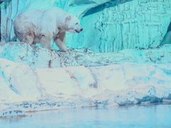 -海合安青岛极地海洋公园