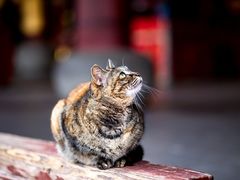 -龙华寺