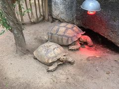 -清迈夜间动物园