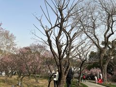 -无锡梅园公园
