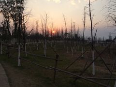 -瑶湖郊野森林公园