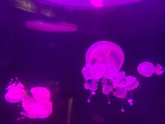 -欢乐海岸海洋奇梦馆