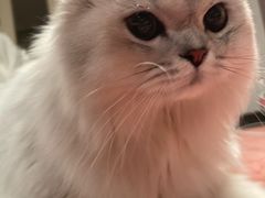 -猫大福·Fortune Cat猫舍(百子湾店)