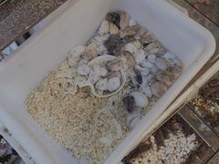 -双季花艺园艺市场(浦东店)