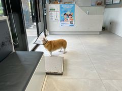 -关爱宠物医院·猫科中心·消化科(滨湖万达分院)