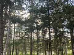 -汤旺河林海奇石景区