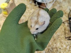 -怪兽屋·羊驼·猫咖·狗咖(俊华广场店)