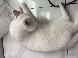 -镁连社·美联社