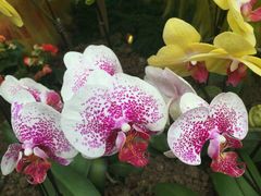 android_upload_pic-沈阳植物园