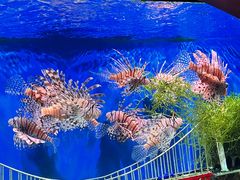 -太平洋海底世界