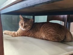 -牛岛王子面馆