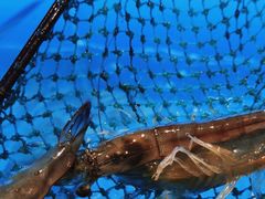 -太湖饭店玉兰厅(自助餐厅)