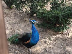 -西霞口神雕山野生动物世界