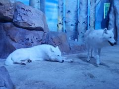 -芜湖新华联大白鲸海洋公园