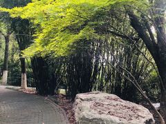 -金鸡湖桃花岛