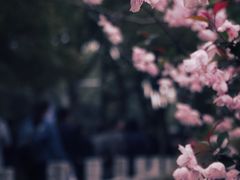 -武汉大学-樱园