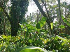 -中国科学院西双版纳热带植物园