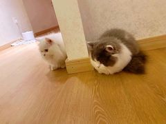 -猫腻·猫咖·撸猫馆(星光大道店)