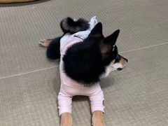 -逗柴咖啡屋·狗咖猫咖宠物桌游