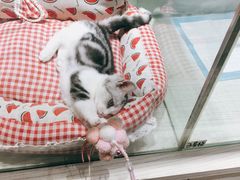 -momokira米努特·德文卷毛猫·棉花面纱犬