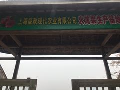-海上花岛玫瑰园采摘