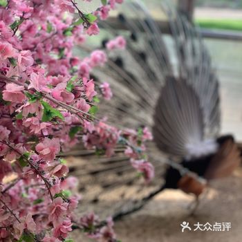 6.30前免费 但是要提前一天预约 冲着紫色花海去的