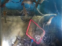 -Thai Basil罗勒叶泰式餐厅(时代天街店)