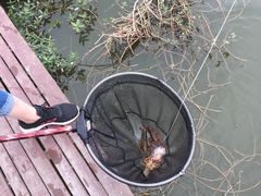 -同銮特种养殖场·龙虾垂钓