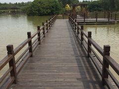 -大湾区中央湿地公园