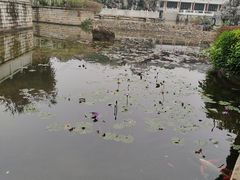 -广东花都湖国家湿地公园