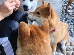 -柴犬高等学院·狗咖·柴犬售卖·宠物训练