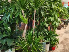 -金陵花卉交易市场