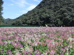 -广州市石门国家森林公园