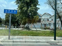 -张醪糟